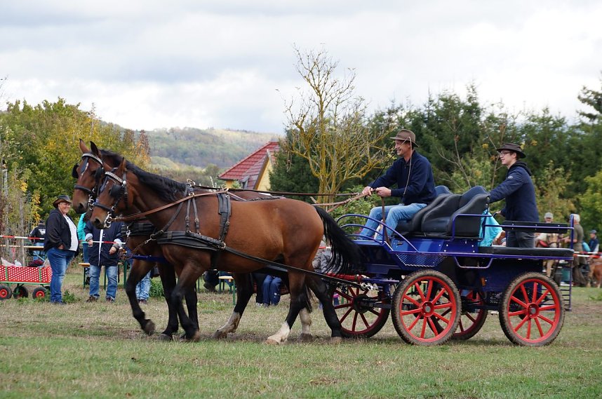 S&uuml;dharz Rallye f&uuml;r Pferdegespanne