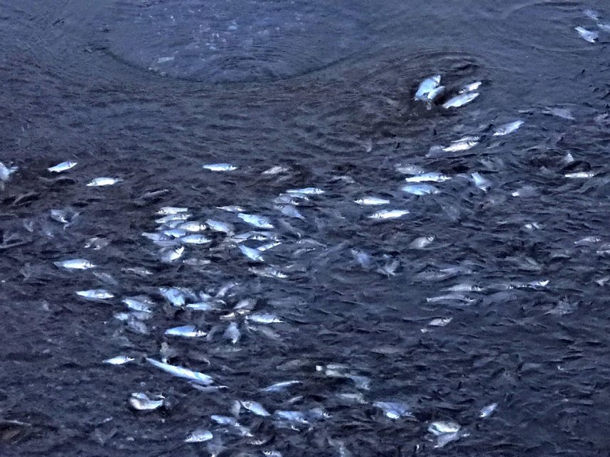 Das Sterben der Fische