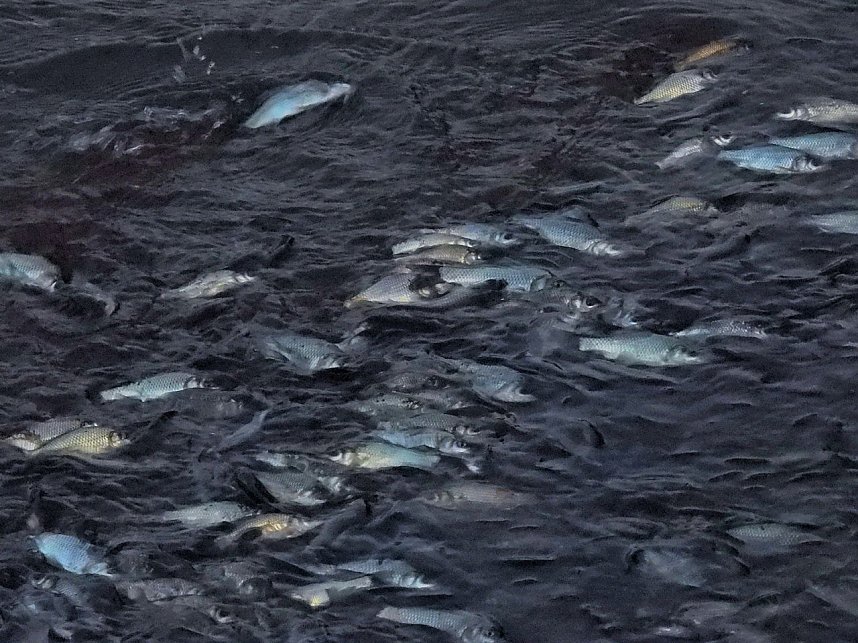 Das Sterben der Fische