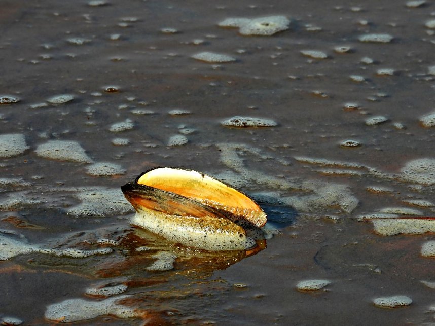 Peter Blei am Muldestausee