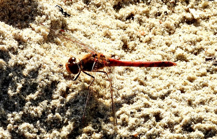 Peter Blei am Muldestausee