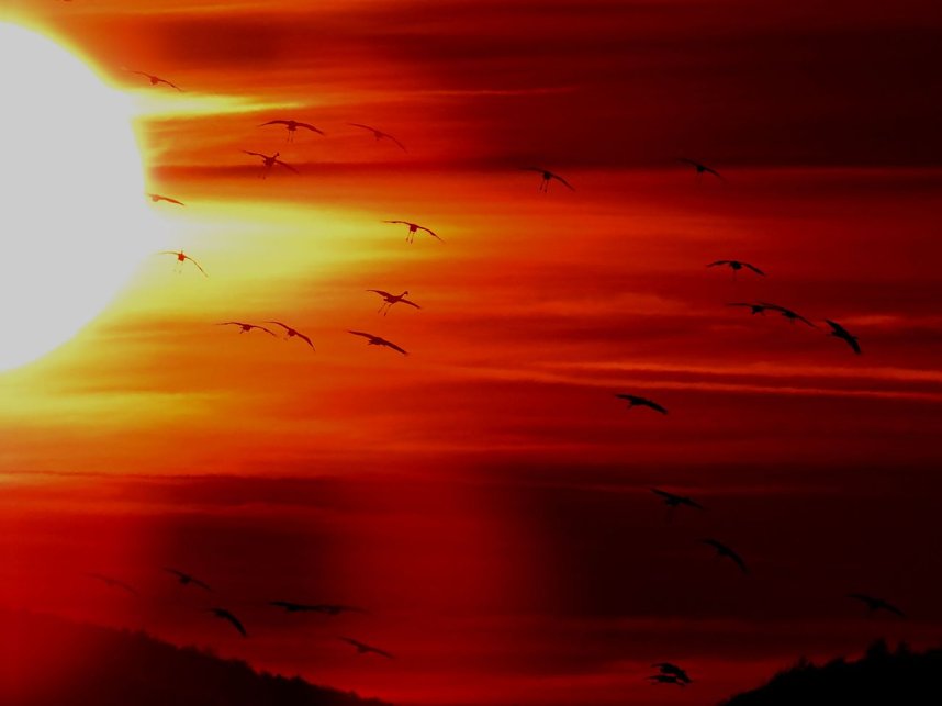 Die letzten Kraniche im Anflug