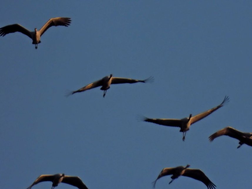 Die letzten Kraniche im Anflug