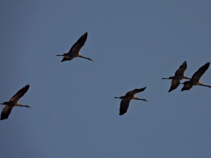 Die letzten Kraniche im Anflug