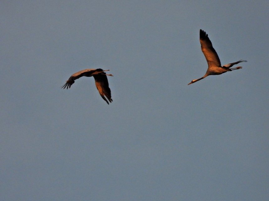 Die letzten Kraniche im Anflug