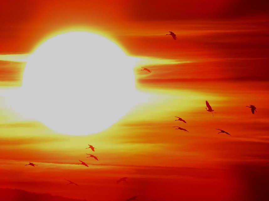 Die letzten Kraniche im Anflug