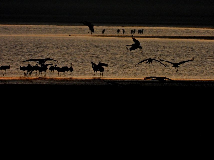 Die letzten Kraniche im Anflug