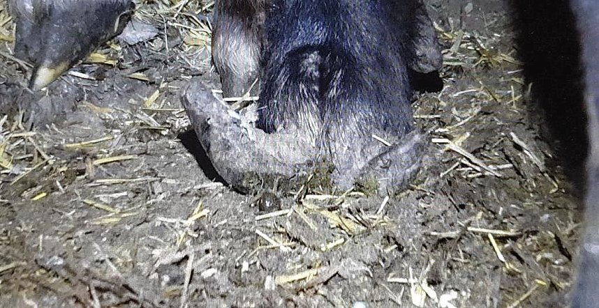 Tierschutzorganisation erhebt Vorw&uuml;rfe gegen Hundez&uuml;chterin aus Bleicherode