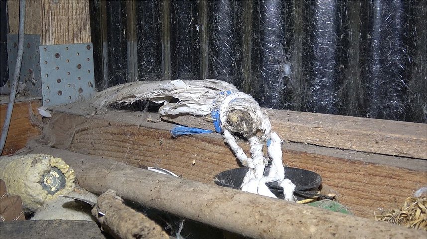 Tierschutzorganisation erhebt Vorw&uuml;rfe gegen Hundez&uuml;chterin aus Bleicherode