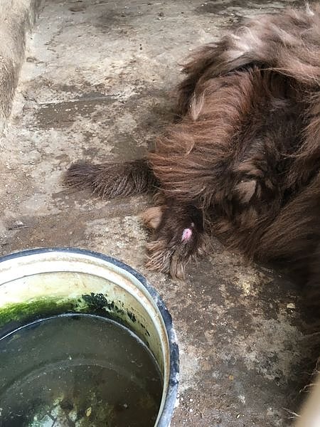 Tierschutzorganisation erhebt Vorw&uuml;rfe gegen Hundez&uuml;chterin aus Bleicherode