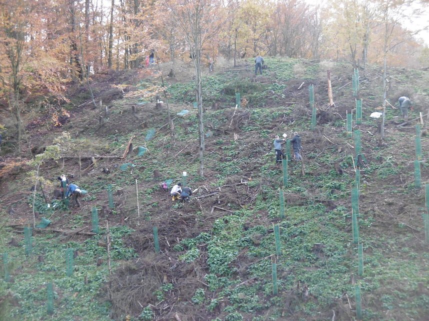 Pflanzaktion Appenrode