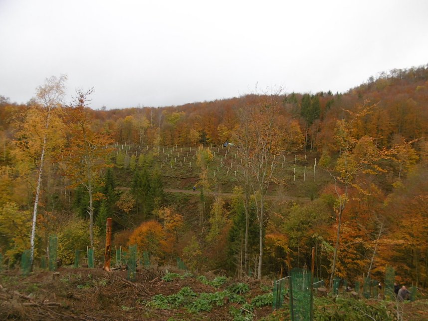 Pflanzaktion Appenrode