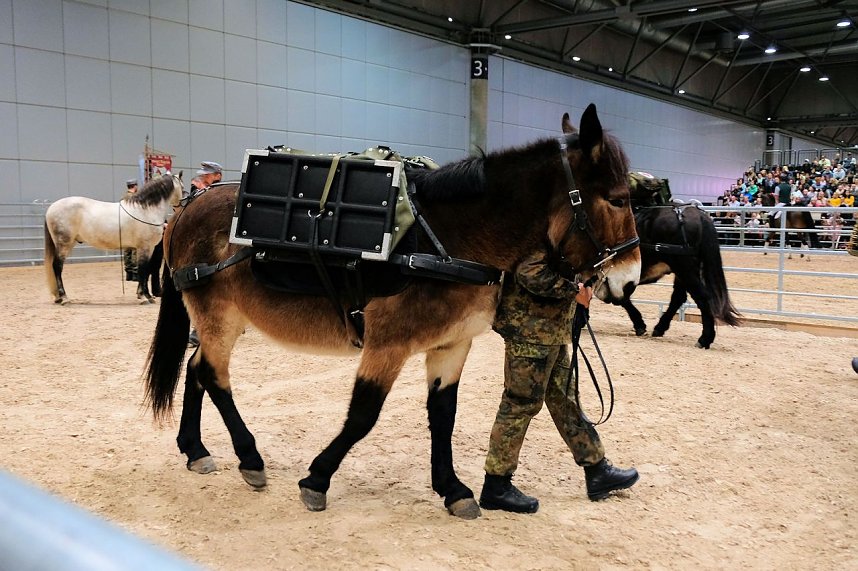 Peter Blei auf der "Partner Pferd" in Leipzig