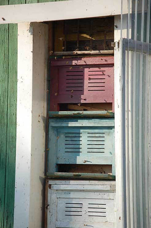 Die Bienen schwirren schon munter