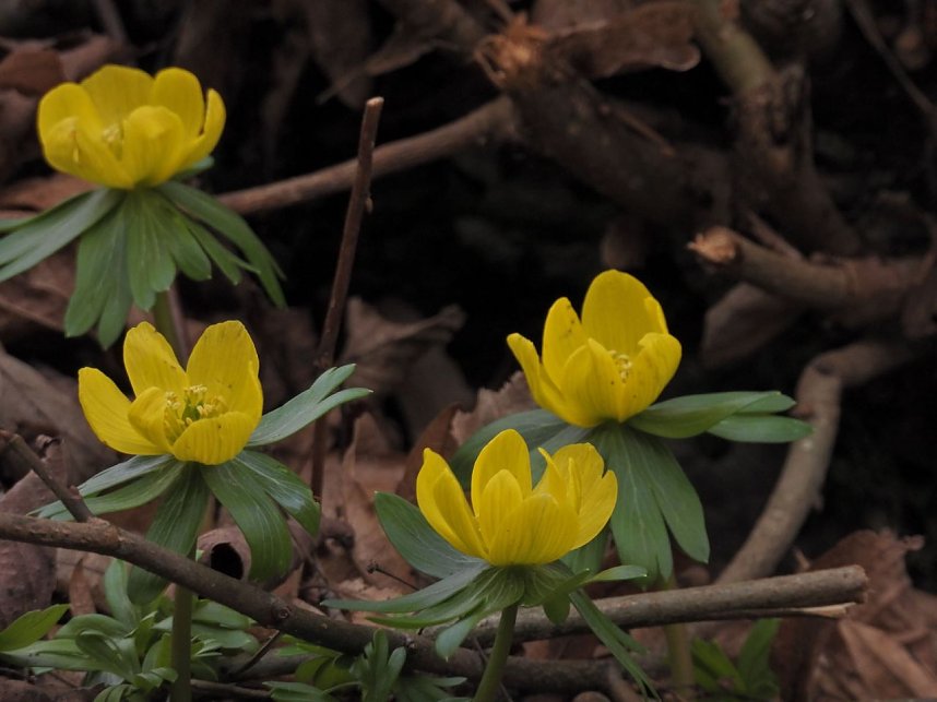 Winterlinge im Februar
