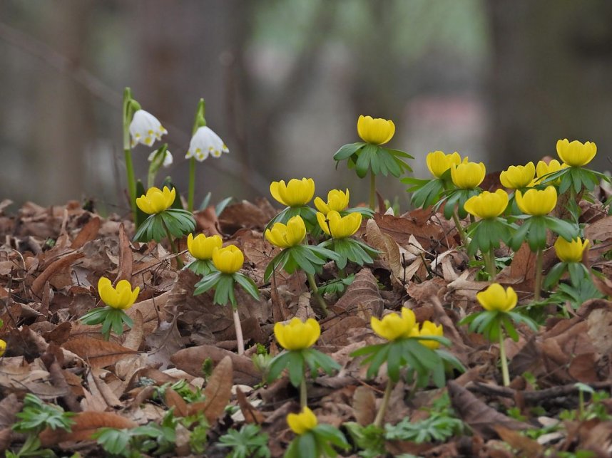 Winterlinge im Februar