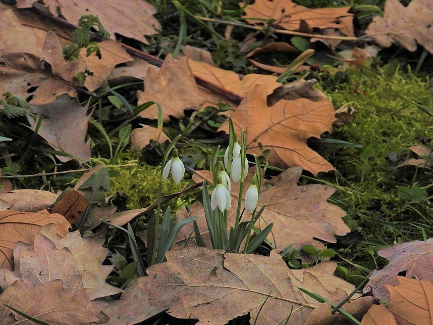 Winterlinge im Februar