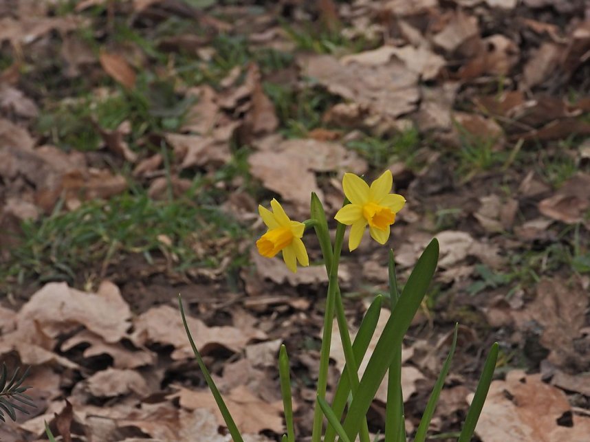 Winterlinge im Februar