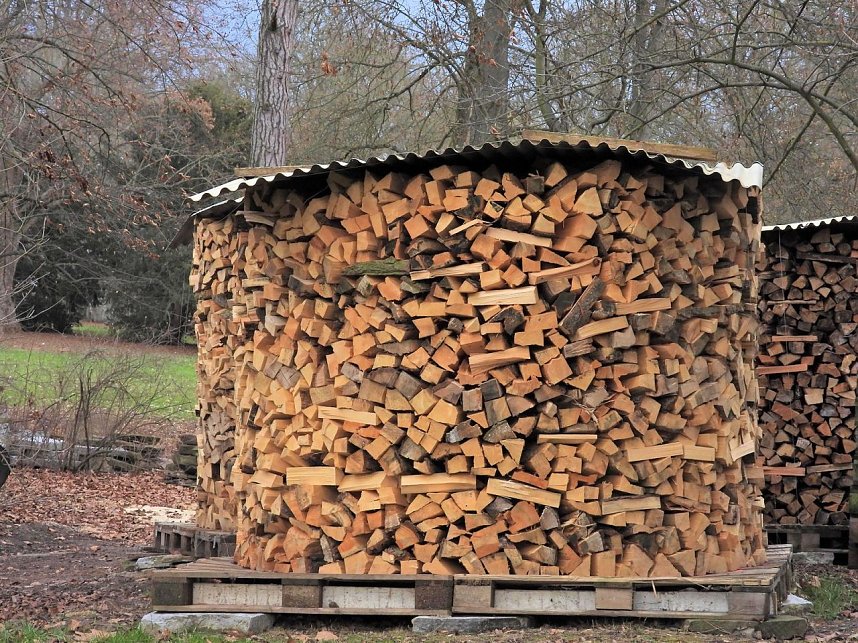 Winterlinge im Februar