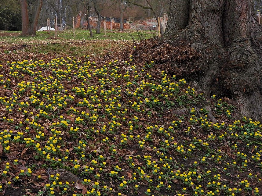 Winterlinge im Februar