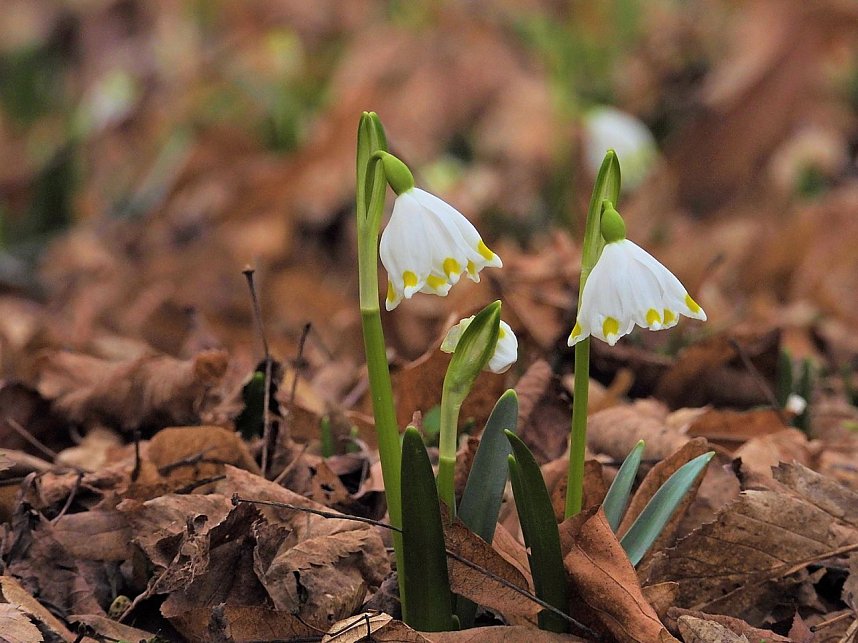 Winterlinge im Februar