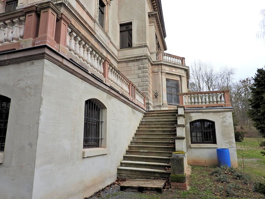 Winterlinge im Februar