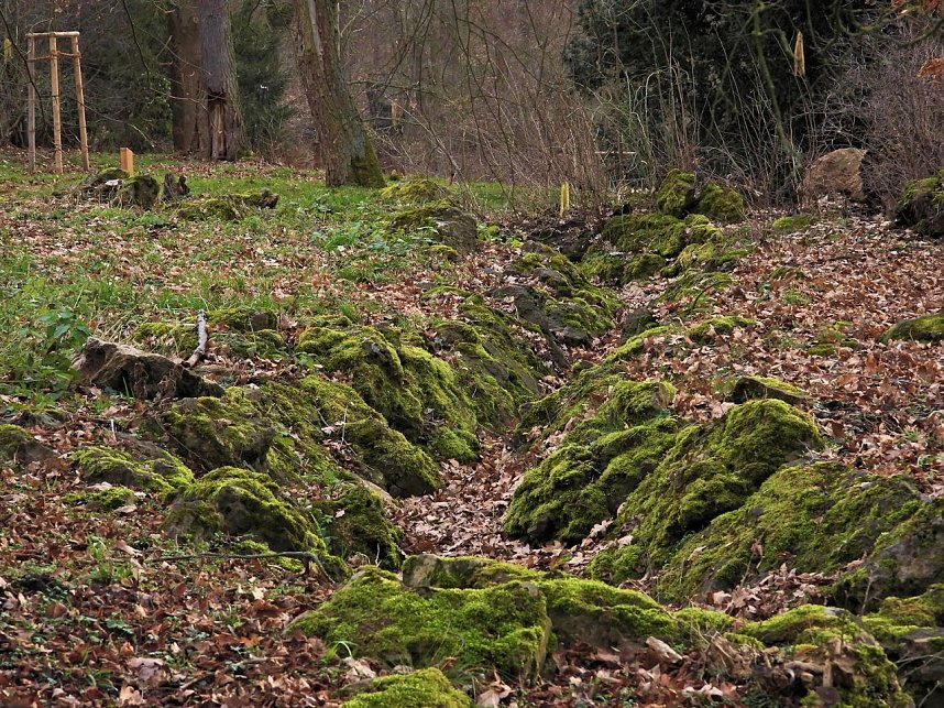 Winterlinge im Februar