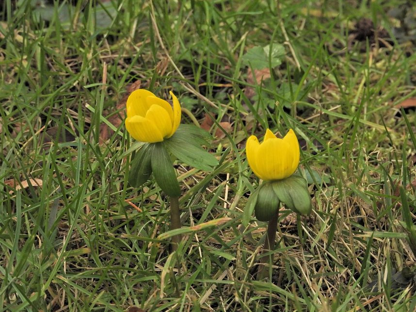 Winterlinge im Februar