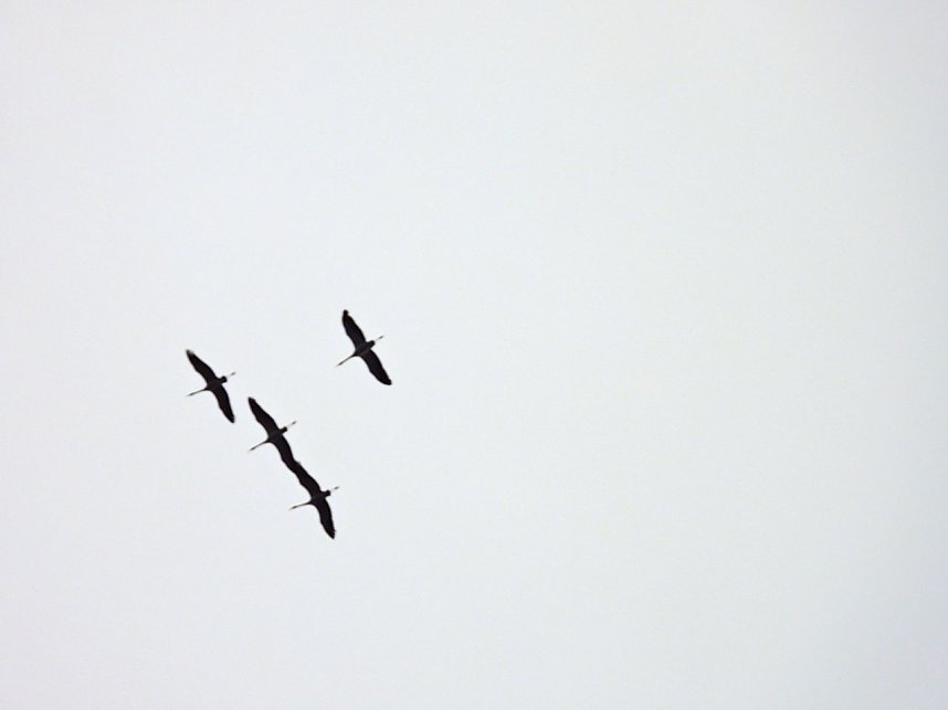 Winterlinge im Februar