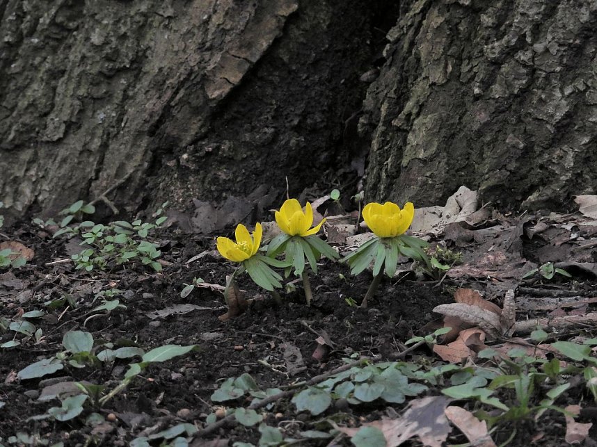 Winterlinge im Februar