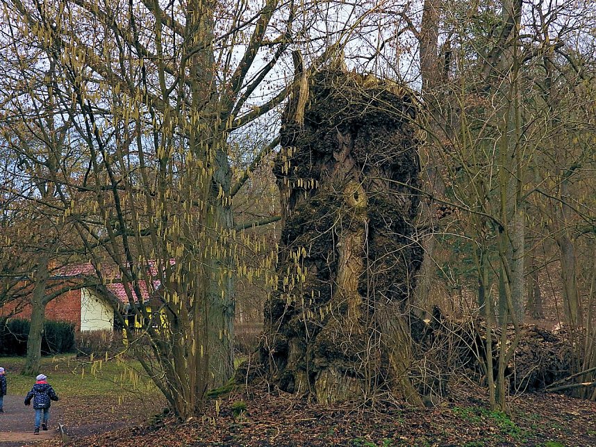 Winterlinge im Februar