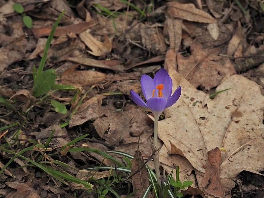 Winterlinge im Februar