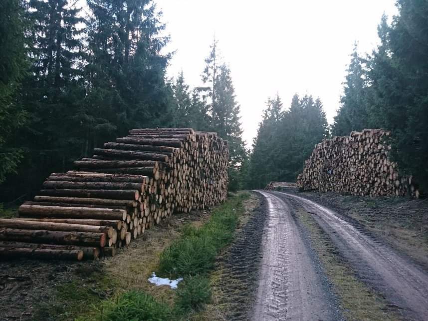 ...und still ruht der Wald...