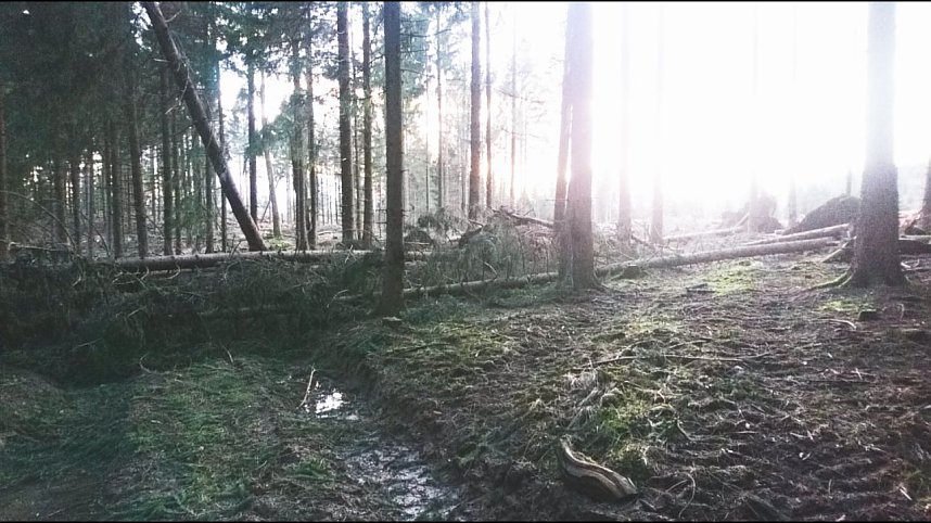 ...und still ruht der Wald...