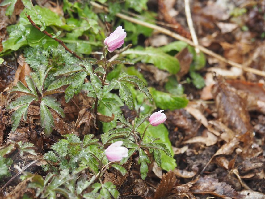 Der letzte Schnee und Vorboten des Fr&uuml;hlings