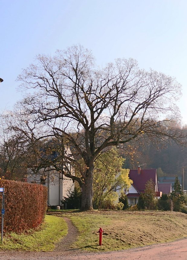 Im Ahornpark Ilfeld soll eine neue Sitzgruppe entstehen