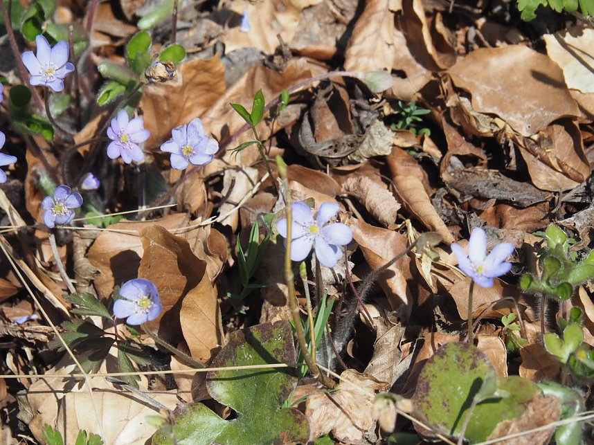 Besuch auf dem Possen