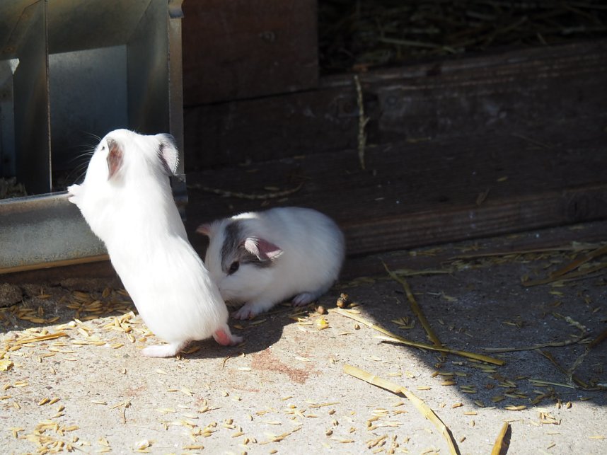 Besuch auf dem Possen