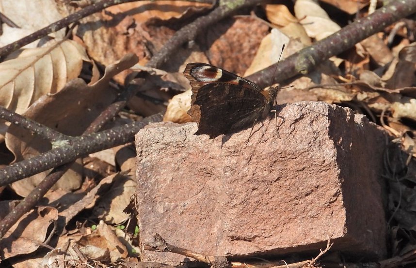 Unterwegs im Brandesbachtal