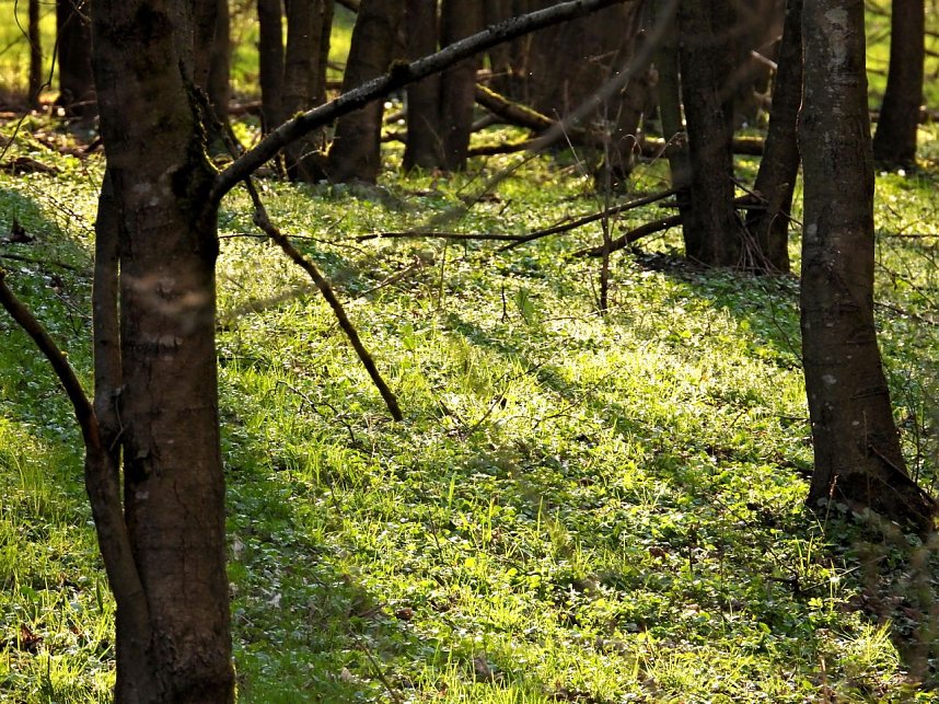 Unterwegs im Brandesbachtal