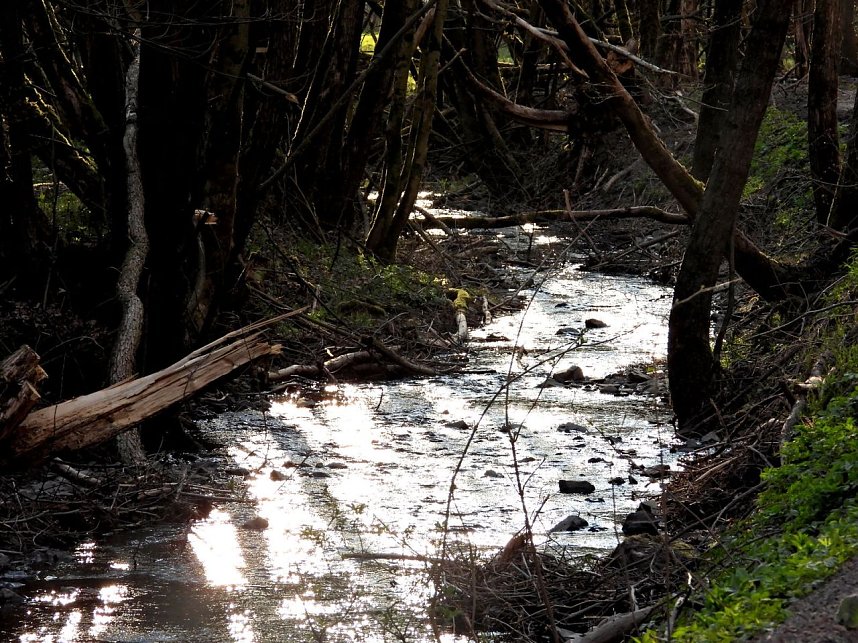 Unterwegs im Brandesbachtal