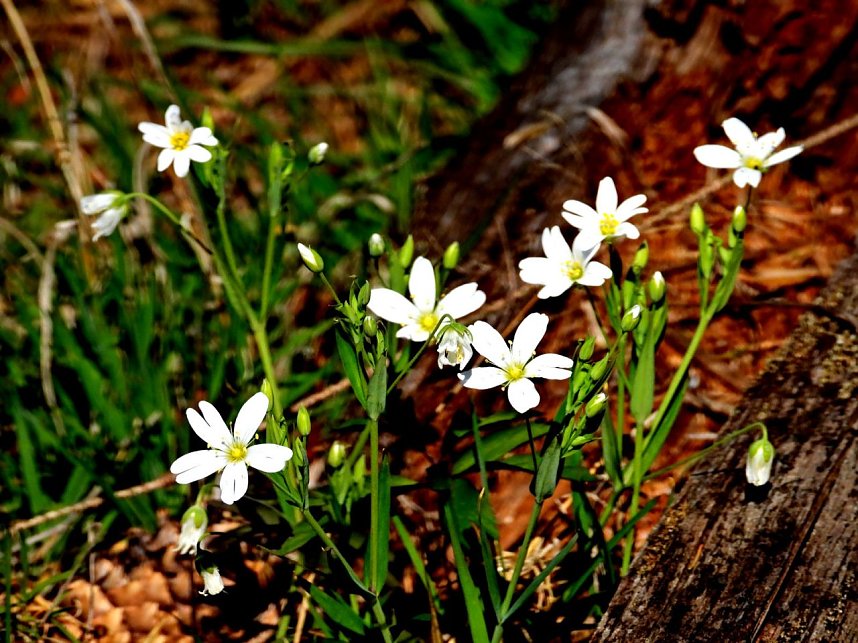Peter Blei unterwegs an der Eisfelder Talm&uuml;hle