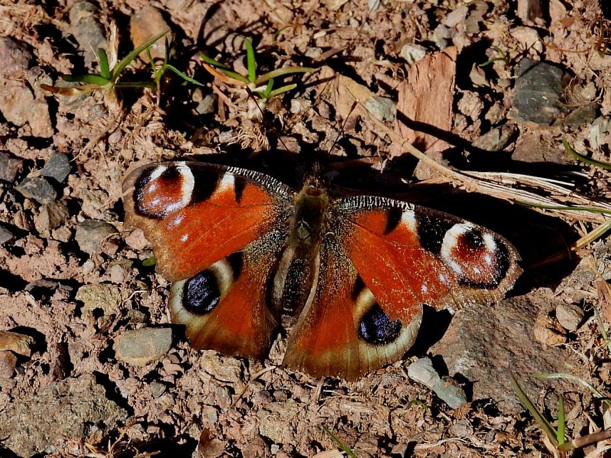 Peter Blei unterwegs an der Eisfelder Talm&uuml;hle