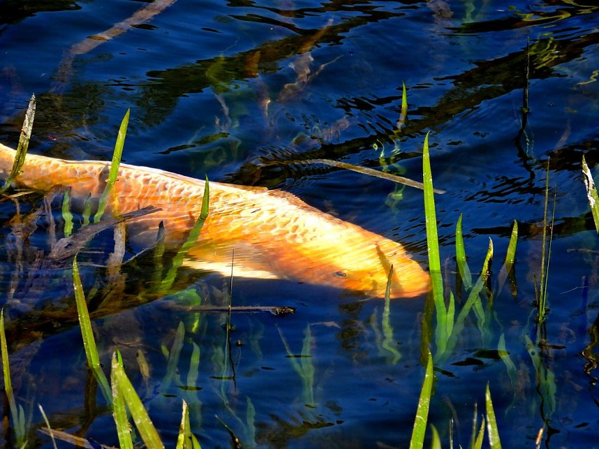 Peter Blei unterwegs am Neust&auml;dter Gondelteich