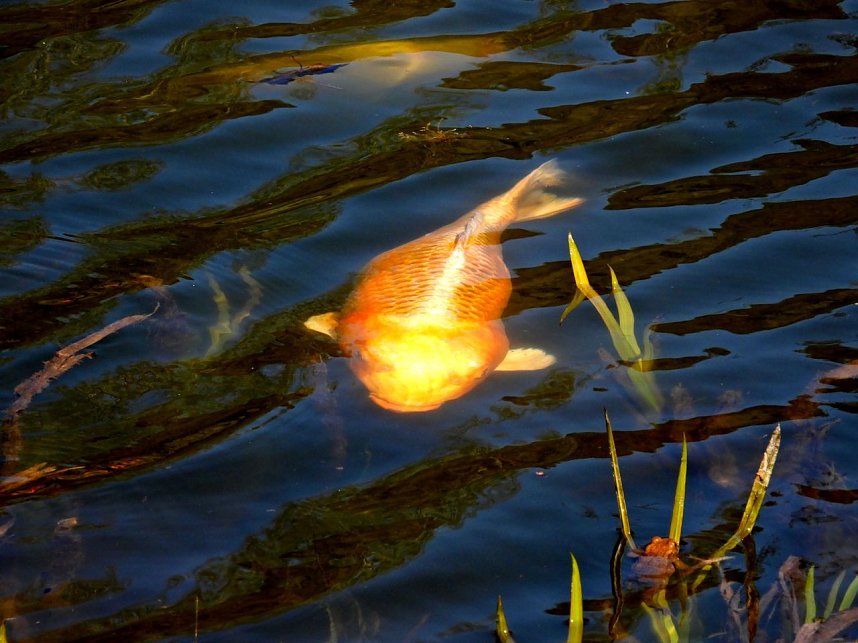 Peter Blei unterwegs am Neust&auml;dter Gondelteich