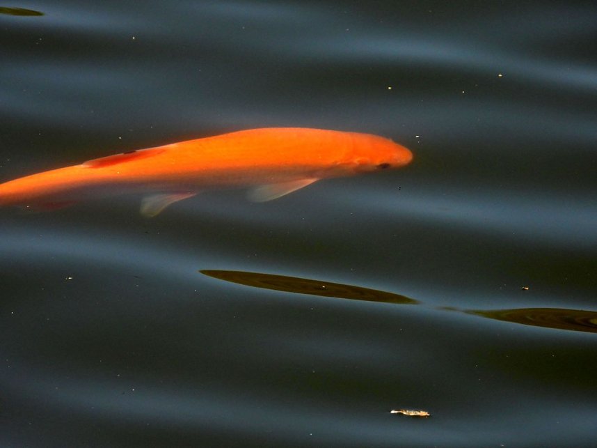 Peter Blei unterwegs am Neust&auml;dter Gondelteich