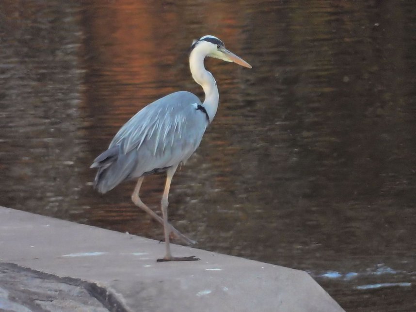 Peter Blei am Stausee Kelbra