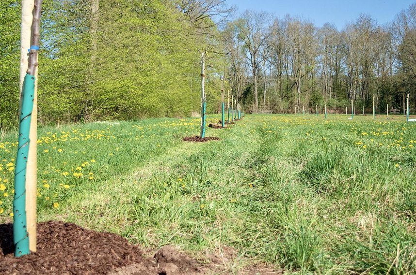 Obstb&auml;ume in Werna gepflanzt
