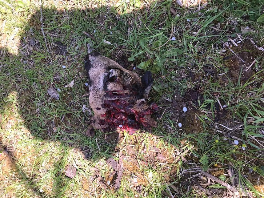 Drei Schafe get&ouml;tet