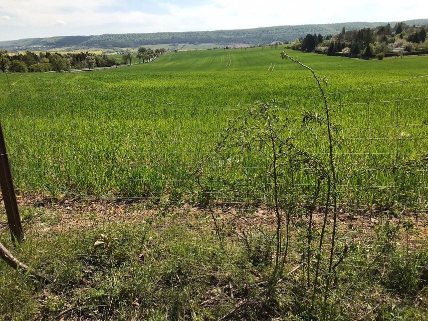 Drei Schafe get&ouml;tet